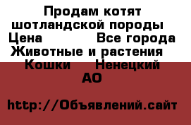 Продам котят шотландской породы › Цена ­ 2 000 - Все города Животные и растения » Кошки   . Ненецкий АО